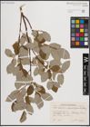 Foto von Salix aurita L. x Salix caprea L. x Salix grandifolia Ser.
